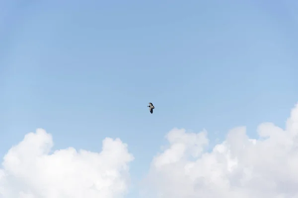 Vogel Vliegt Vrij Tegen Blauwe Lucht Salvador Hoofdstad Van Bahia — Stockfoto
