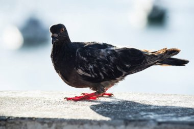 Arka planda denize karşı çitteki güvercin. Rio Vermelho Plajı, Salvador, Bahia, Brezilya.