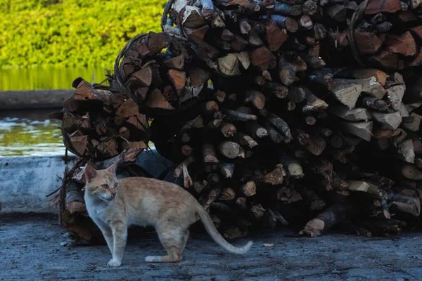 Cat Standing Street Looking Side Wooden Background Maragogipinho City Aratuipe — Stock Photo, Image