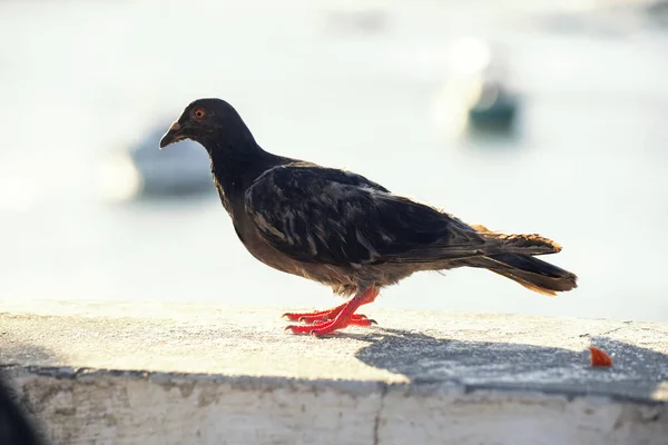 Pigeon Fence Sea Background Rio Vermelho Beach Salvador Bahia Brazil — Stock Photo, Image