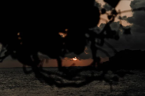 Dramatic Sunset Beach Tree Leaves Vibrant Colors Salvador Bahia Brazil — Stock Photo, Image