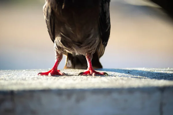 Detalj Duvas Ben Toppen Vägg Mot Havet Bakgrunden Rio Vermelho — Stockfoto