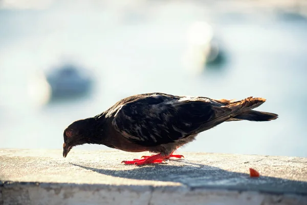 Holub Plotě Moře Pozadí Rio Vermelho Beach Salvador Bahia Brazílie — Stock fotografie