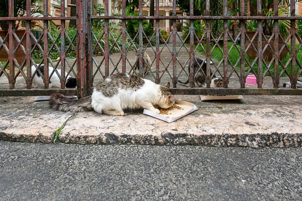 非公開の場所で見られる放棄された猫 ブラジルのバヒア州のサルバドール市 — ストック写真