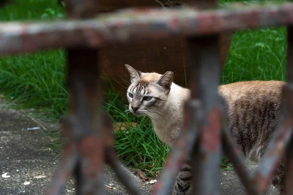 Gato Abandonado Visto Rua Pelourinho Cidade Salvador Estado Brasileiro Bahia — Fotografia de Stock