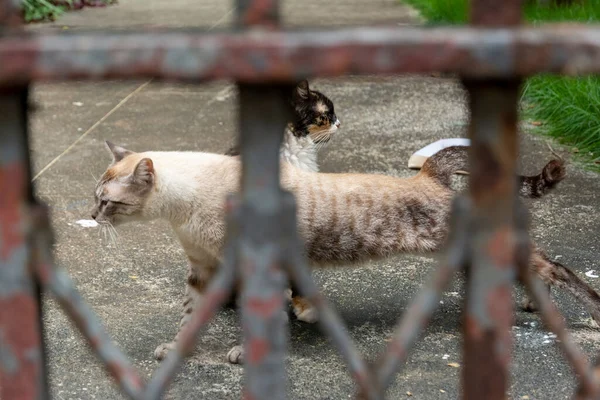 Opuštěné Kočky Viděné Soukromém Místě Město Salvador Brazilském Státě Bahia — Stock fotografie