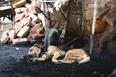 Seramik bir inşaat çanağının zemininde yatan uyuyan köpek. Maragogipinho, Bahia, Brezilya Aratuipe şehri..
