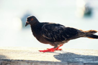 Arka planda denize karşı çitteki güvercin. Rio Vermelho Plajı, Salvador, Bahia, Brezilya.