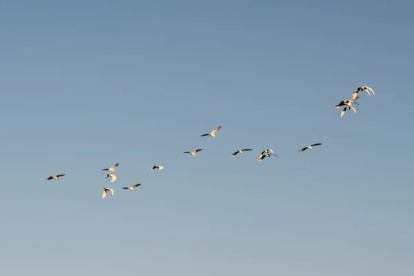 Vogels Vliegen Wolkenloze Blauwe Lucht Maragogipinho Aratuipe Stad Bahia Brazilië — Stockfoto