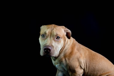 Siyah arka planda kameraya bakan kahverengi köpek pitbulunun portresi. Salvador, Bahia, Brezilya.