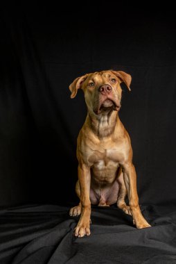 Siyah arka planda oturan pitbull köpeği portresi. Salvador, Bahia, Brezilya.