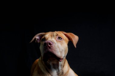 Siyah arka planda oturan pitbull köpeği portresi. Salvador, Bahia, Brezilya.