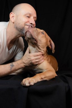 Siyah arka planda sahibini okşayan pitbull köpeği portresi. Salvador, Bahia, Brezilya.