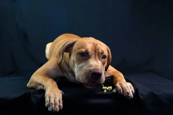 Portrét Pitbullského Psa Ležícího Černém Pozadí Město Salvador Bahia Brazílie — Stock fotografie