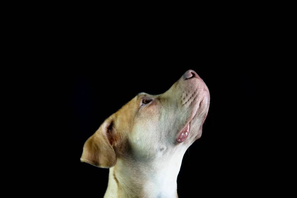 Ritratto Cane Pitbull Marrone Che Alza Sguardo Sullo Sfondo Nero — Foto Stock