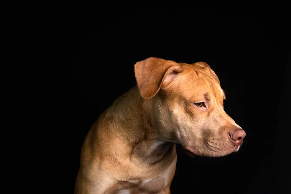 Porträtt Pitbull Bull Dog Sitter Mot Svart Bakgrund Staden Salvador — Stockfoto