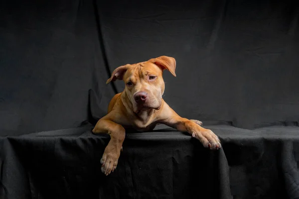 Portrét Pitbullského Psa Ležícího Černém Pozadí Město Salvador Bahia Brazílie — Stock fotografie