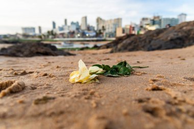 Rio Vermelho sahilinin kumlarında beyaz çiçek. Salvador, Bahia, Brezilya.