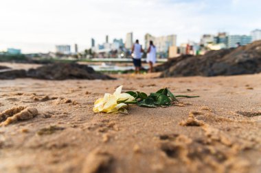 Rio Vermelho sahilinin kumlarında beyaz çiçek. Salvador, Bahia, Brezilya.