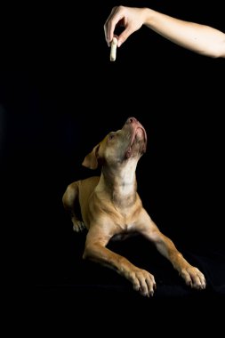 Siyah arka plana bakan kahverengi pitbull köpeğinin portresi. Salvador, Bahia, Brezilya.