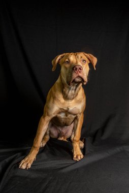 Siyah arka planda oturan pitbull köpeği portresi. Salvador, Bahia, Brezilya.