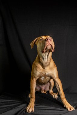 Siyah arka planda oturan pitbull köpeği portresi. Salvador, Bahia, Brezilya.