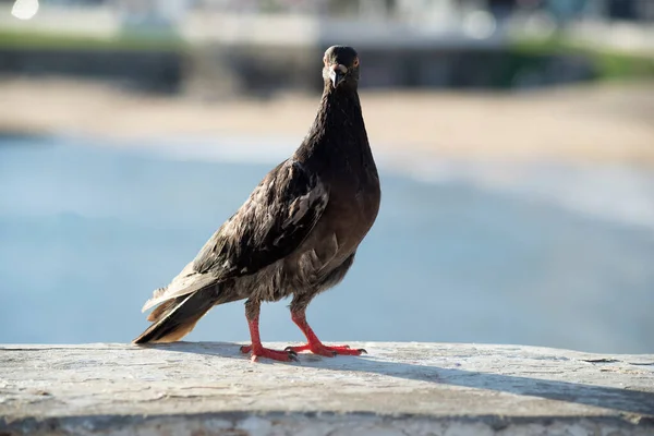 Pigeon Fence Sea Background Rio Vermelho Beach Salvador Bahia Brazil — Stock Photo, Image