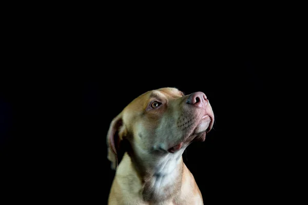 Retrato Perro Pitbull Color Marrón Mirando Sobre Fondo Negro Ciudad —  Fotos de Stock
