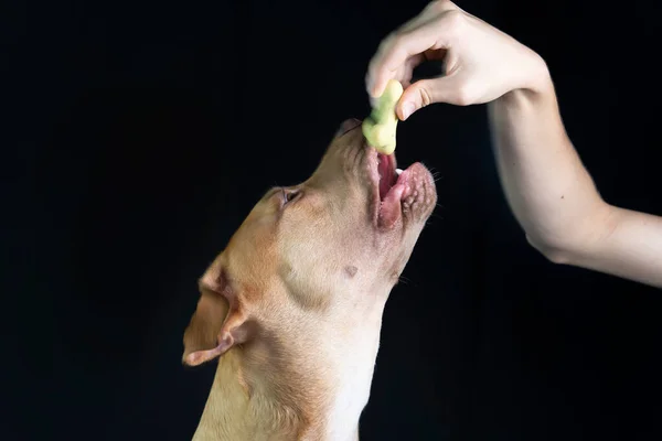 Portret Van Bruin Gekleurde Pitbull Hond Die Opkijkt Tegen Een — Stockfoto