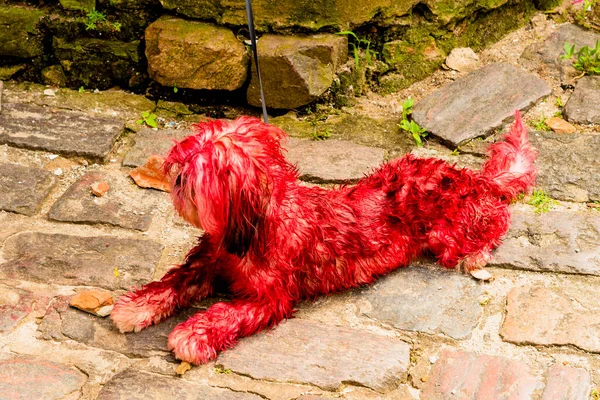 Small dog painted red sitting on the floor. Salvador, Bahia, Brazil.