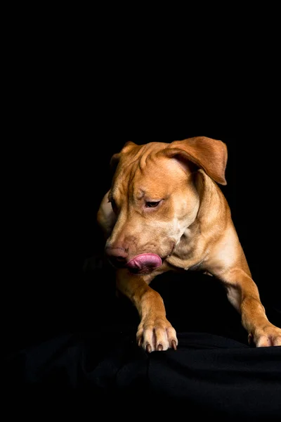 Siyah Arka Planda Oturan Pitbull Köpeği Portresi Salvador Bahia Brezilya — Stok fotoğraf