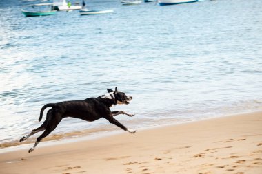 Salvador, Bahia, Brazil - June 04, 2022: Dog plays in the sand of Porto da Barra beach in Salvador, Bahia.