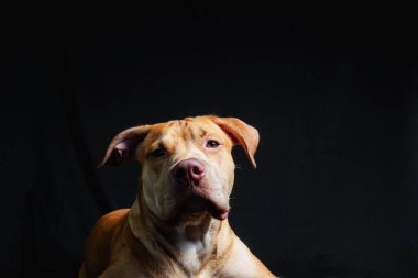 Siyah arka planda kameraya bakan kahverengi köpek pitbulunun portresi. Salvador, Bahia, Brezilya.