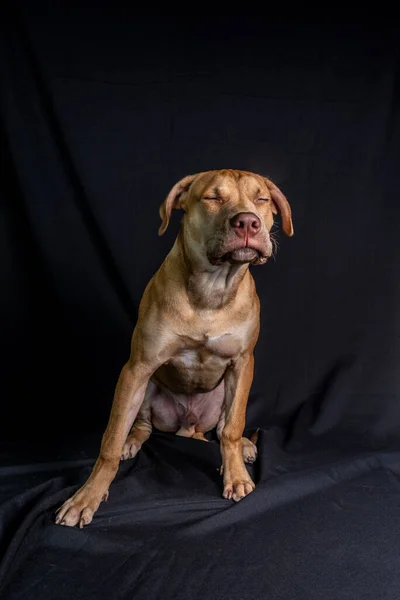 Portrét Pitbullského Psa Sedícího Černém Pozadí Město Salvador Bahia Brazílie — Stock fotografie