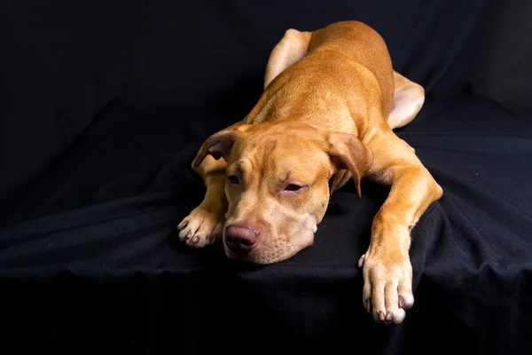 Portret Van Een Pitbull Die Tegen Een Zwarte Achtergrond Ligt — Stockfoto