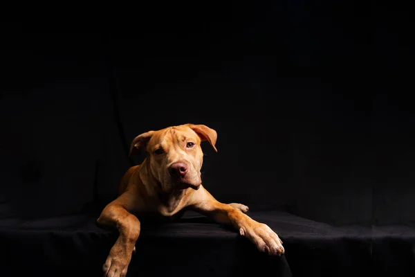 Ritratto Cane Pitbull Sdraiato Sfondo Nero Città Salvador Bahia Brasile — Foto Stock