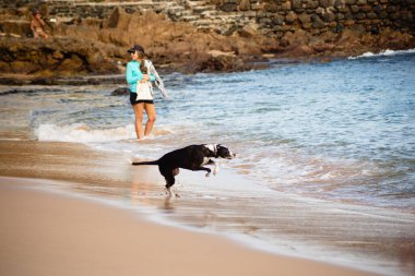Salvador, Bahia, Brezilya - 4 Haziran 2022: Köpek Salvador, Bahia 'daki Porto da Barra plajında oynar..