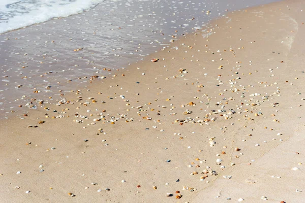 Shells Spread Seashore Summer Beach Background Coast Sea Bahia Brazil — Stockfoto