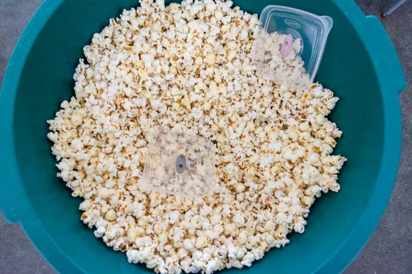 White Salted Popcorn Green Plastic Container Salvador Bahia Brazil — Stockfoto