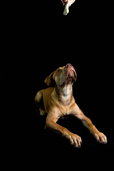 Πορτρέτο Του Καφέ Χρώματος Pitbull Σκυλί Ψάχνει Επάνω Μαύρο Φόντο — Φωτογραφία Αρχείου