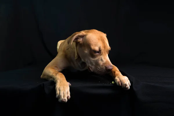 Portrét Pitbullského Psa Ležícího Černém Pozadí Město Salvador Bahia Brazílie — Stock fotografie