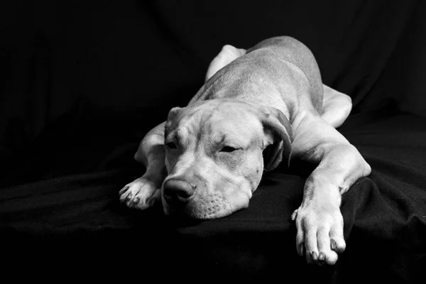 Πορτρέτο Ενός Πιτ Μπουλ Σκύλου Ξαπλωμένου Μαύρο Φόντο Πόλη Του — Φωτογραφία Αρχείου