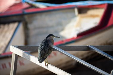 Salvador, Bahia, Brezilya - 01 Kasım 2021: Balıkçı teknesinde yemek bekleyen Soco kuşu. Salvador, Bahia, Brezilya.