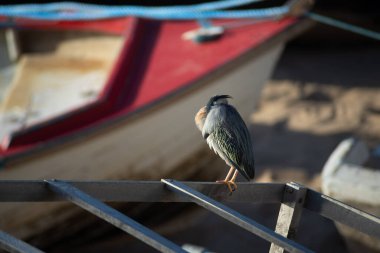 Salvador, Bahia, Brezilya - 01 Kasım 2021: Balıkçı teknesinde yemek bekleyen Soco kuşu. Salvador, Bahia, Brezilya.