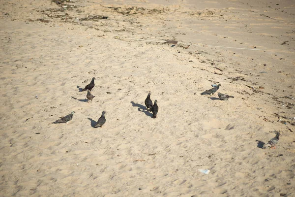 Pigeons Eating Beach Sand Salvador Bahia Brazil — Stockfoto