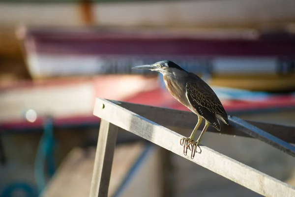 Salvador Bahia Brazil November 2021 Soco Bird Standing Fishing Boat — Foto Stock