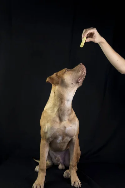 Portrét Hnědého Pitbullského Psa Vzhlížejícího Černému Pozadí Město Salvador Bahia — Stock fotografie