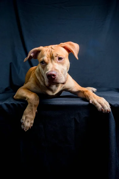 Siyah Arka Plana Uzanmış Pitbull Köpeği Portresi Salvador Bahia Brezilya — Stok fotoğraf
