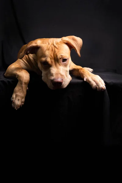 Siyah Arka Plana Uzanmış Pitbull Köpeği Portresi Salvador Bahia Brezilya — Stok fotoğraf