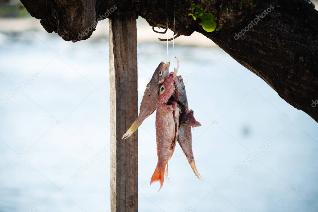 Fish hanging from a tree against the beach in the background. Salvador, Bahia, Brazil.